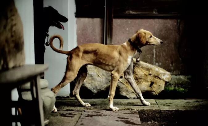 青島別墅景觀設計