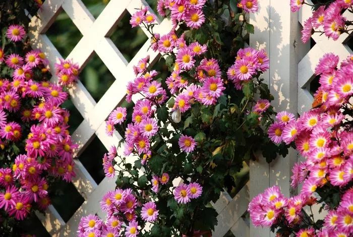 愿有一方庭院，遠離塵囂，安放詩意的靈魂