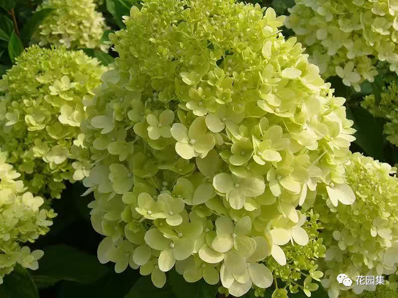 繡球花小知識(shí)看這里~